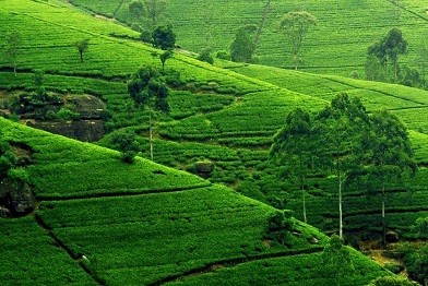 BANGLADESH GREEN TOURISM